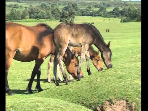 horseshoe bend Driving safely across the New Forest National Park