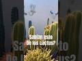 🚨 Impresionante sobre cactus y la naturaleza ￼#shorts #motivation #parati #inspiration #garden