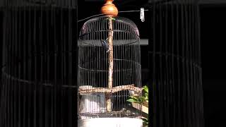 Download Lagu Masteran Rambatan Doraemon/Loreng Gacor MP3