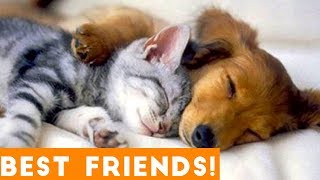 Cutest Pet Friend Compilation September 2018| Funny Pet Videos