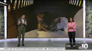 This App Could Be the ‘Purrfect' Way to Know What Your Cat's Meow Means | NBC10 Philadelphia screenshot 3