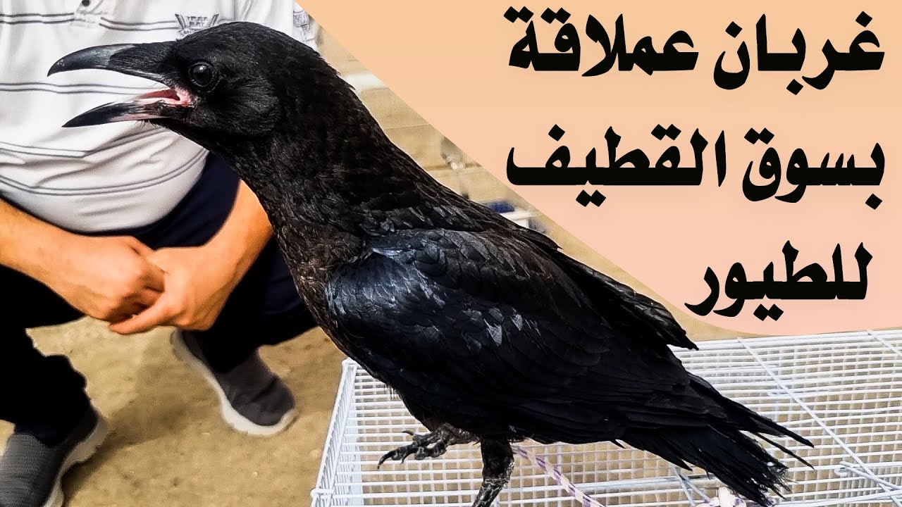 سوق الخميس بالقطيف 2022