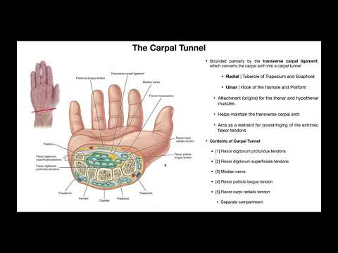 Anatomy & Contents of the Carpal Tunnel