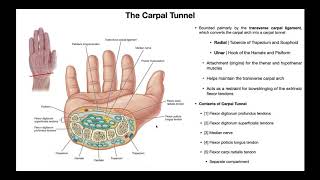 Anatomy & Contents of the Carpal Tunnel