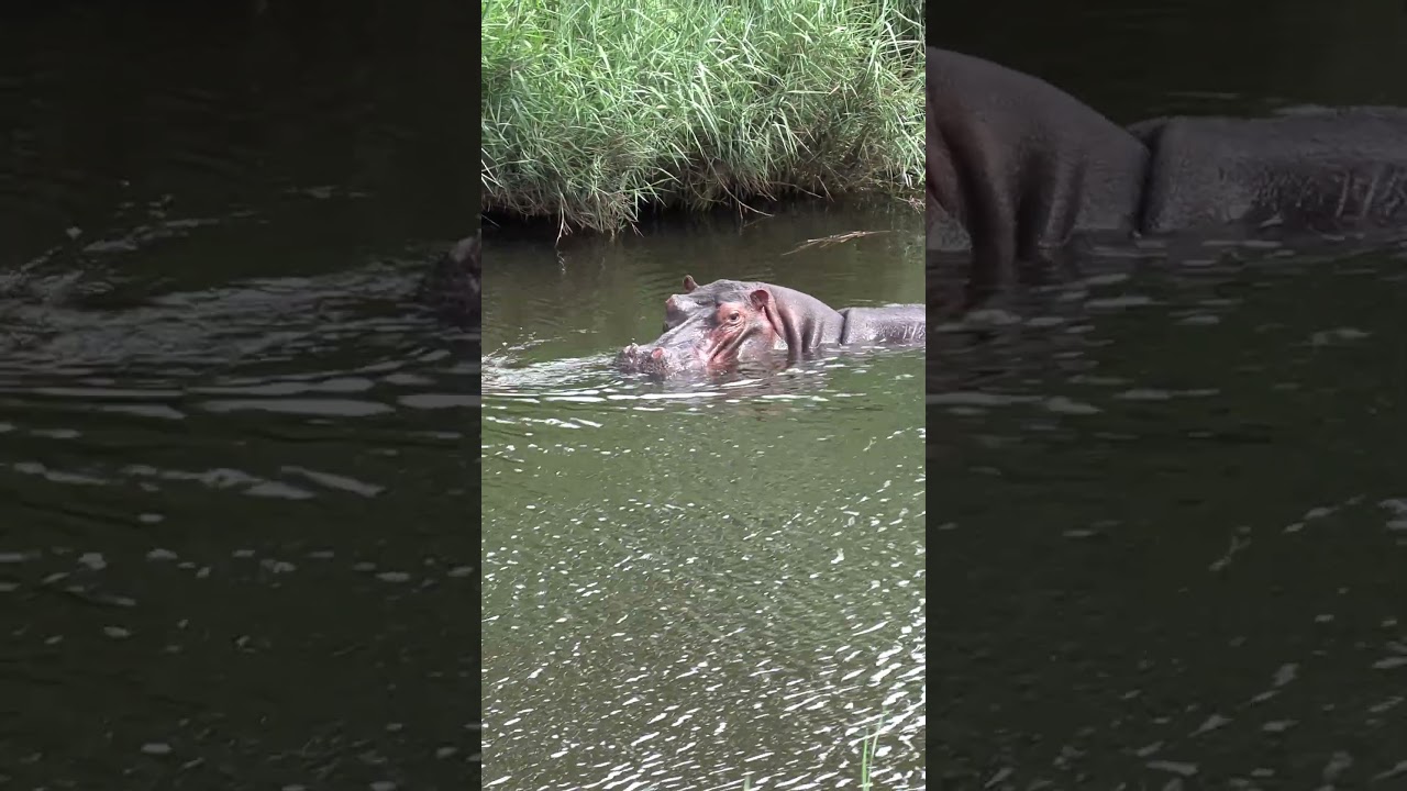 Curious gaze from a Hippo 