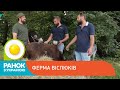 Як працює українська ферма віслюків | Ранок з Україною