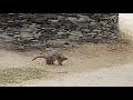 How to Mating of Mongoose real rare village video