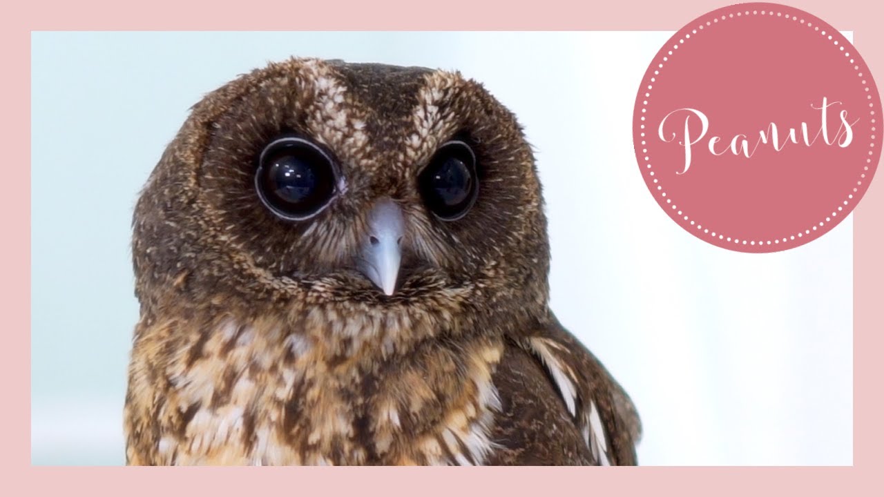 Peaceful time with Owl | Mottled Owl // Name : PEANUTS 