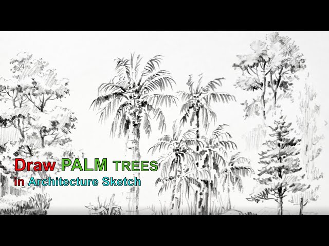 How To Draw A Palm Tree Step By Step 🌴 Palm Tree Drawing Easy - YouTube