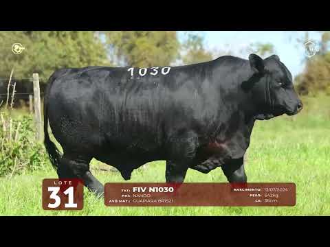 LOTE 31   TAT N1030 M Brangus