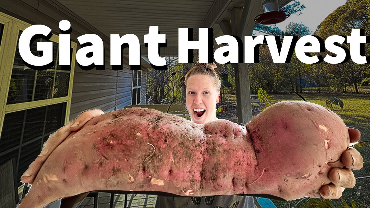 Our first ever sweet potato harvest! 