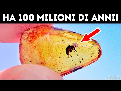 Video: Quali sono i 4 tipi di fossili?