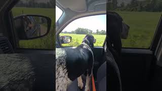 Boone Meets Cows #dog #dogshorts