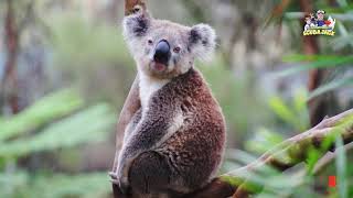 Australia for Kids - Fun & Fascinating Facts About Australia