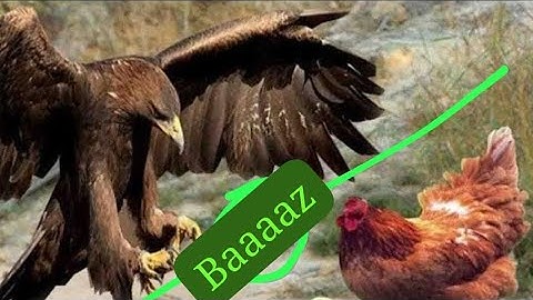 It Only Takes An Eagle 4 Seconds To Kill !! #shorts #eagles #birds #baazlive 