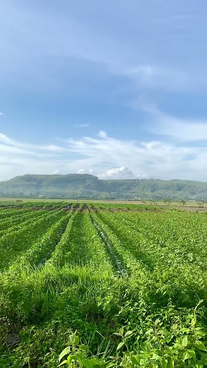 Pemandangan sawah dan gunung pedesaan #ricefield #sawah #mountains #gunung #nature