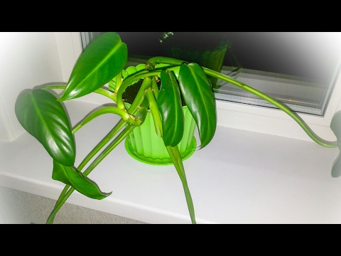 Видео: Грижи за филодендрон - научете за отглеждането на растения от филодендрон