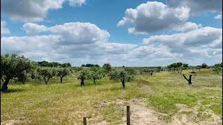 Terreno com 5,21ha (52.100 metros quadrados) junto da Vila do Torrão, Alcácer do Sal