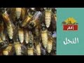 Omam | أمم | النحل ويكيبيديا