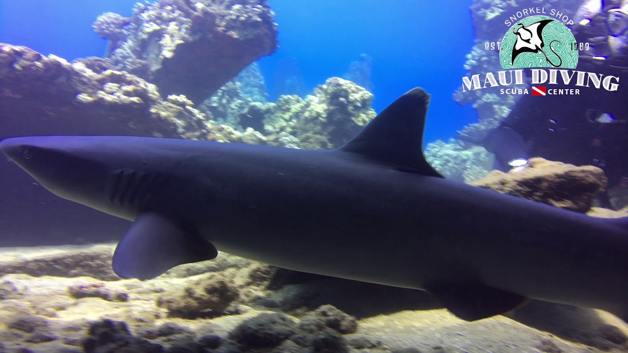 Sharks at Mala Pier with Maui Diving YouTube