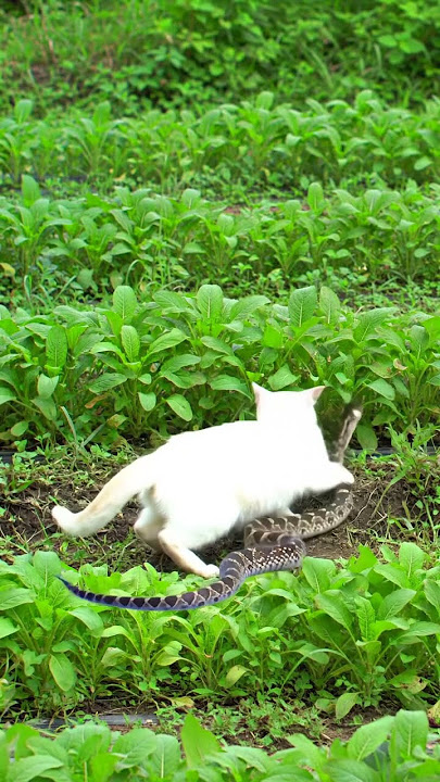 Ularnya kok gitu? #cat #funny #cute #kitten #ai #snake #funnycats #animals #cats #cutecat #catlovers