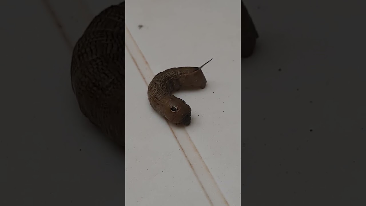 حشرة غريبة ربما تراها لأول مرة 😱