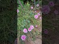 #table rose#tamil songs#