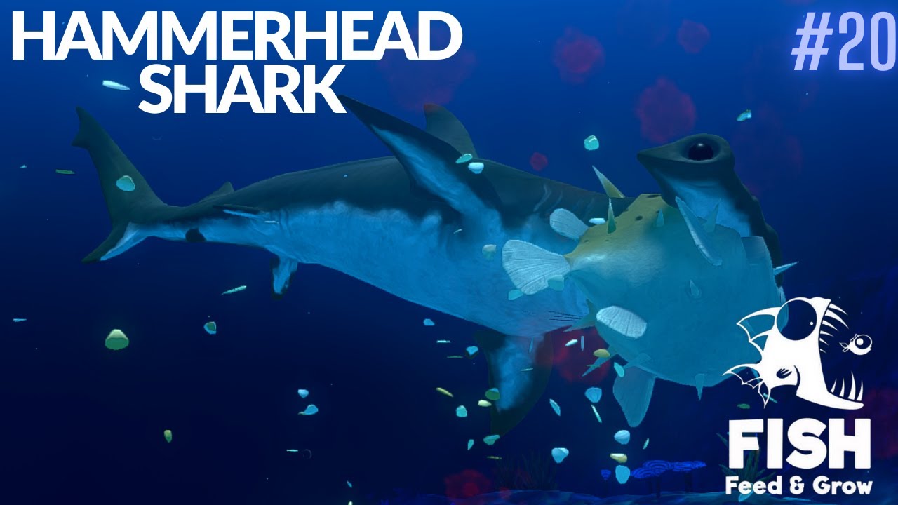 Feed And Grow Fish : Hammerhead Shark - YouTube