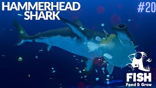 Feed And Grow Fish : Hammerhead Shark
