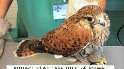 Chi tutela i cani?