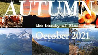 Swiss October Autumn เ​ก็บเห็ดฤดูกาล​สุดท้าย​💚💚💚 by Neroli swiss diary 216 views 2 years ago 5 minutes, 2 seconds