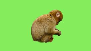 Green Screen Monkey  With  Real Movement | Graphics For Projects Videos (Free To Use)