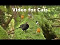 Videos for Cats to Watch : Birds Being Awesome - Watch at Home with Your Cat