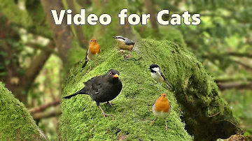 Videos for Cats to Watch : Birds Being Awesome - Watch at Home with Your Cat on TV : Catflix