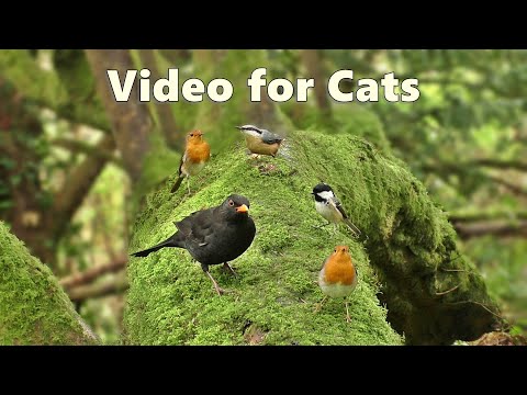 videos-for-cats-to-watch-:-birds-being-awesome---watch-at-home-with-your-cat