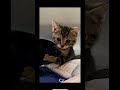 流行っているのでやってみました😸#猫とゲームとおやじ #ねこのいる生活 #ねこのいる暮らし #もとのらねこ #猫 #cat