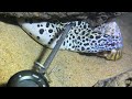 Diving under the sea to catch eels, crabs and sea cucumbers | Part 65-2