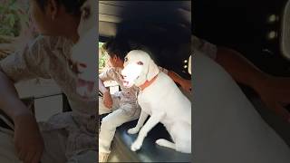 എനിക്കും വേണം നറുനീണ്ടി സർബത്ത്😋😂#shorts #labrador