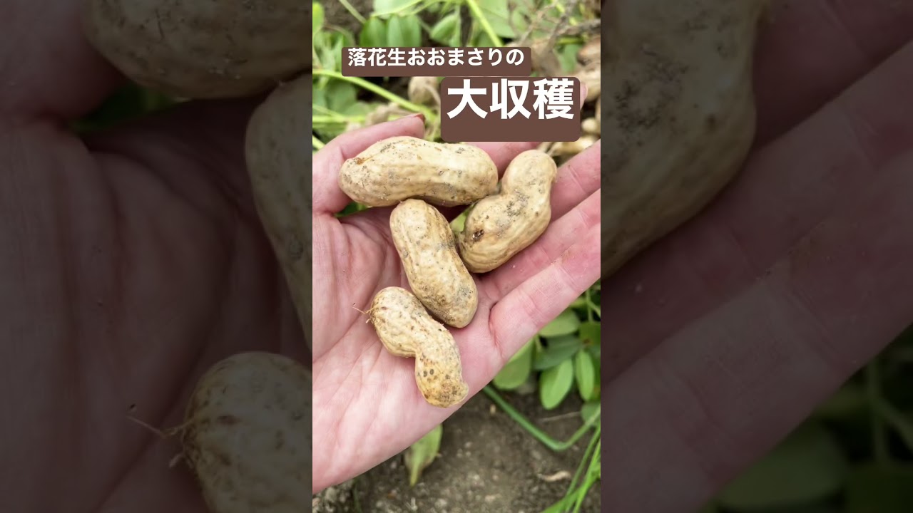 落花生 おおまさりの収穫 Youtube
