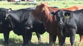 Provincia de Corrientes: Ordenando el Territorio - Alimentos y Regiones