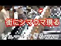 キミはいったい何者だ…www