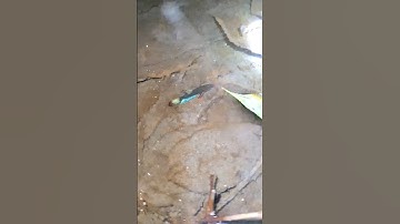 Bắt cá lóc vay xanh gặp lia thia #shorts