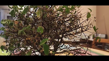 Pourquoi les feuilles de mon bonsaï sont sèches ?