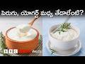 ఇంట్లో తోడుపెట్టుకునే పెరుగు మంచిదా, మార్కెట్‌లో దొరికే యోగర్ట్ మంచిదా, రెండింటి మధ్య తేడా ఏంటి?