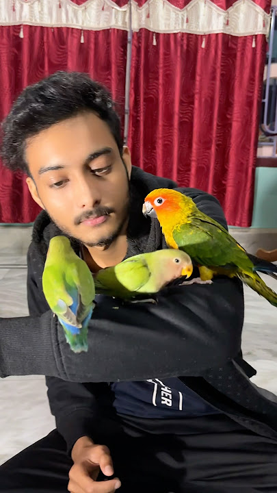Birds training process 🦜 / tame parrot #birds #lovebirds #shortsfeed #pets #minivlog