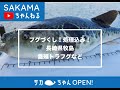 フグづくし❗️処理込み❗️養殖トラフグ