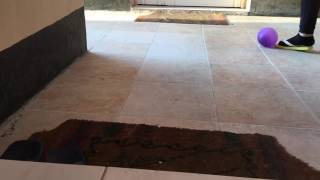 Slo Mo Balloon Pop Lol Mr. Parrot