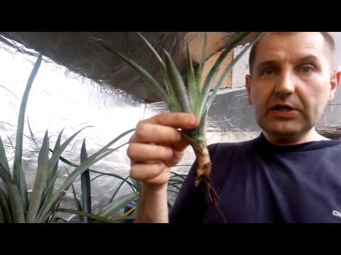 Video: Gusmania - Akrabalar Ananas
