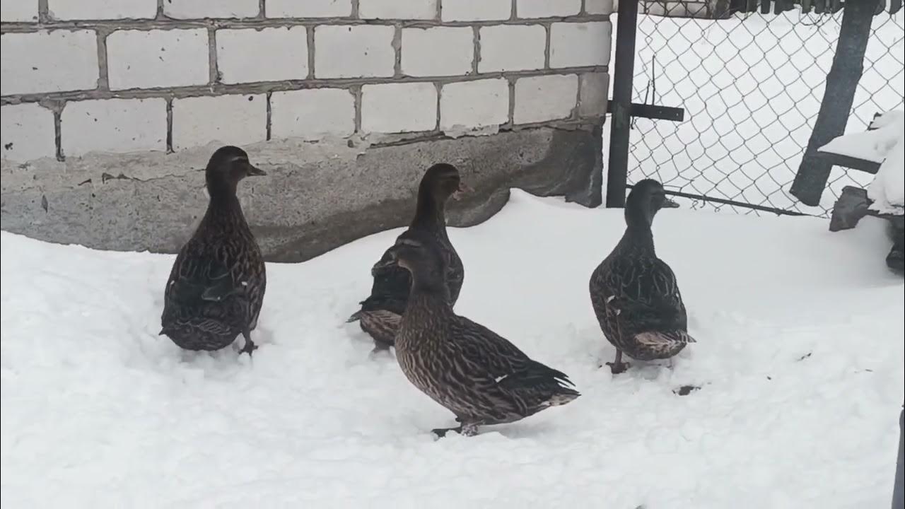 Подсадная утка. Подсадной селезень весной. Вольер для подсадной утки. Подсадные видео. Гнездо для подсадной утки.