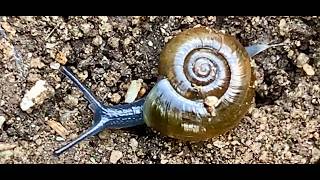 Little Gold Snail. Glass Snail The Size Of A Pebble. Oxychilus Cellarius